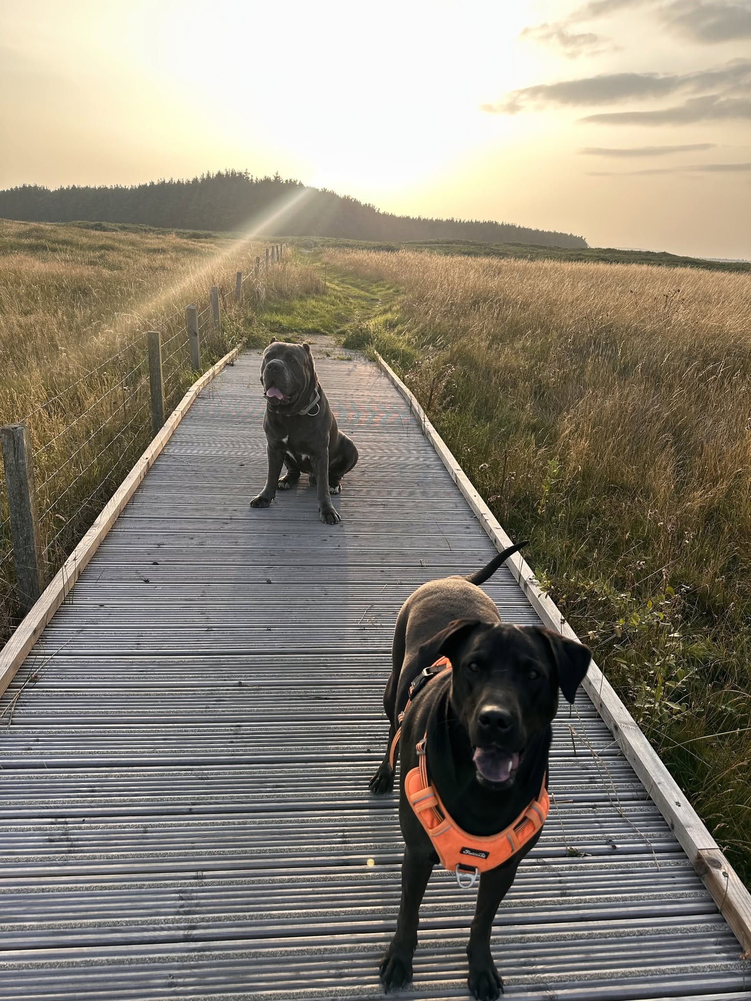 Two dogs enjoying a boardwalk walk through golden grass